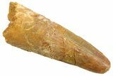 Juvenile Fossil Spinosaurus Tooth - Real Dinosaur Tooth #354832-1